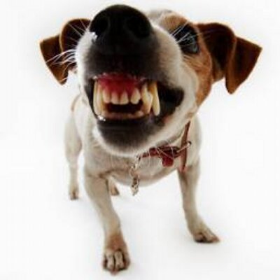 Media Tweets By Anjing Galak Anjingdogger Twitter