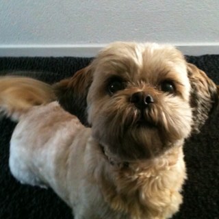 Hondje-4 jaar jong- jongetje- ik heet chico-eerste HOND op twitter!!!!