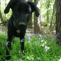 Likes swimming, natural history, music gigs & live comedy, & LOVES her dog, Cal.