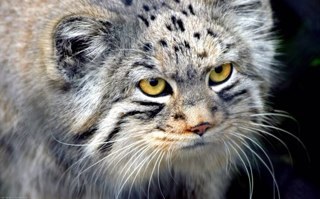 взаимный фолловинг, фолловлю взаимно. Подписывайтесь на меня, а я взамен буду делать ретвит ваших записей #retwitt #ретвит #ретвитт
