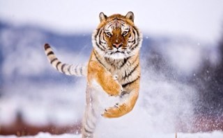 взаимный фолловинг, и только ВЗАИМНЫЙ. А также ретвитт #ретвит