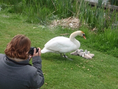 Following and study the Swans in Houten in the Netherlands