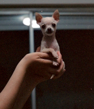 Adorable trained photogenic dogs for film, television, theater, print advertising, digital media and sometimes for you!