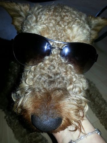 captainchaos200's profile picture. 