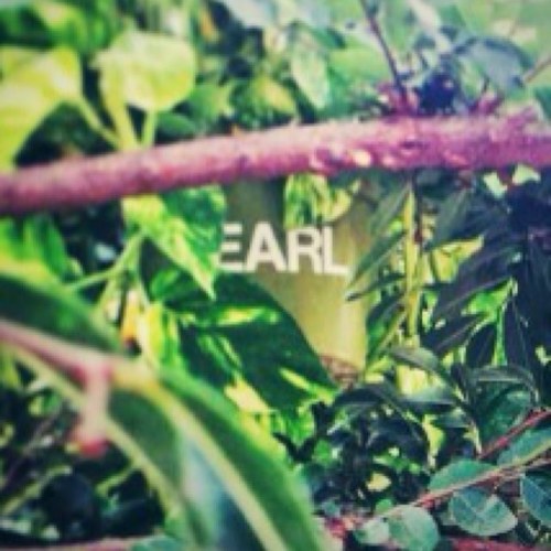 Hi. I am an office plant. To be more accurate, i am the office plant belonging to @gerardway