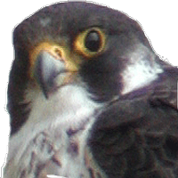 Dave Curtis (@davecurtis15) 's Twitter Profile