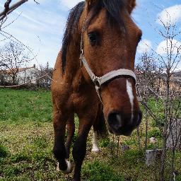 ¿Qué es lo que realmente temes? ¿Caerte del caballo o no volver a subirte?