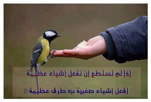أنا من هالأرض، أمي الصحراء، احتضنتني رمالها وارتويت بطهرها، أطعمتني تمرها، وفرشتْ لي ظلالها. إ
