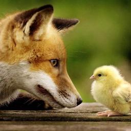 Honorary Animal Welfare Inspector  - PAN Pro Animals & Nature - Your Voice for Animals and Nature  -  Enter here: http://t.co/E1stCQWquM