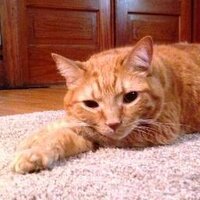 Sarah Rogers (@sarahwrites67) 's Twitter Profile