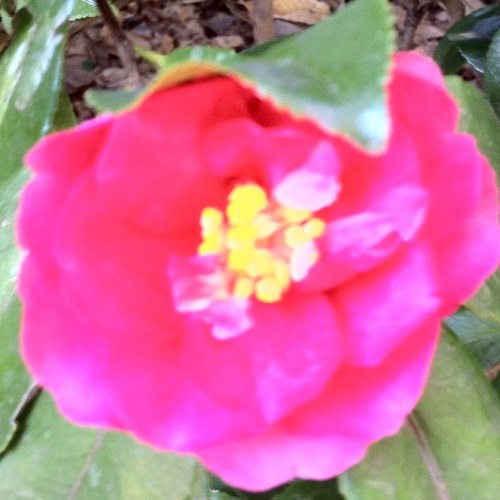 hkamome's profile picture. 