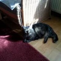 Anita (@anitavme) 's Twitter Profile
