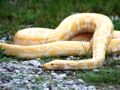island_python's profile picture. 