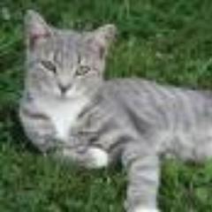 CloudOfTheClans's profile picture. A Bloodclan warrior, named Cloud. I'm a good hunter.