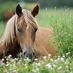 Pine Valley Farms  (@horsehelpers) Twitter profile photo