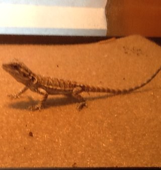 Im am starting a youtube cahnel to show my new bearded dragon and its growing process ~ He is 2 days old