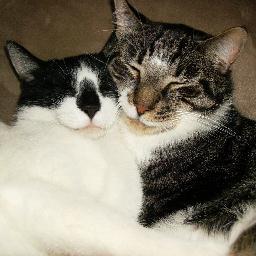Friend of animals and humans!