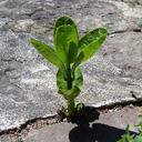 Carol High - @High_Pines_Co - Twitter