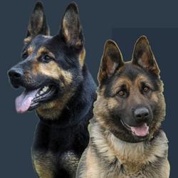 Exceptional patrol and drug & bomb detection dogs. K9 handler training and seminars. All our dogs come with medical records. Call toll-free: 877.903.3647