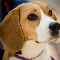 helpanimals21's profile picture. This page is for the Protestants who are against the mistreatment and abandonment of animals!