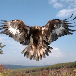 Birding Enthusiast with a particular passion for birds of prey and slow motion HD bird videos