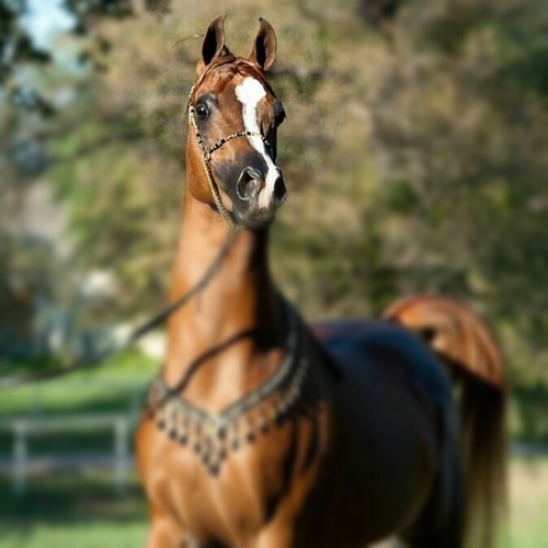 q8y_ahmed's profile picture. 