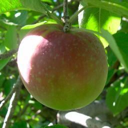 edtech2013's profile picture. teaching teachers how to use technology one gadget at a time.