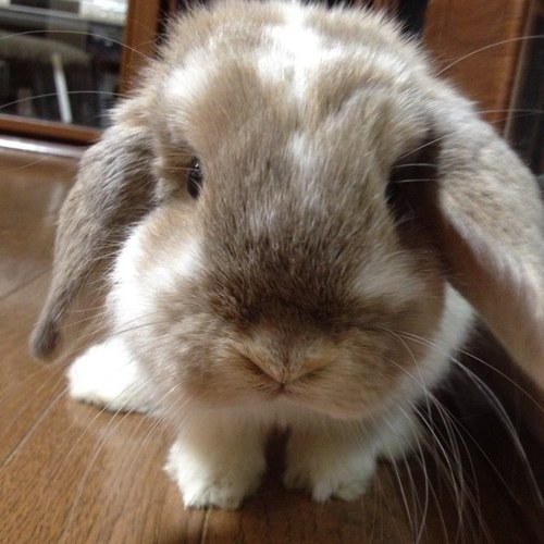 egg_emi's profile picture. 