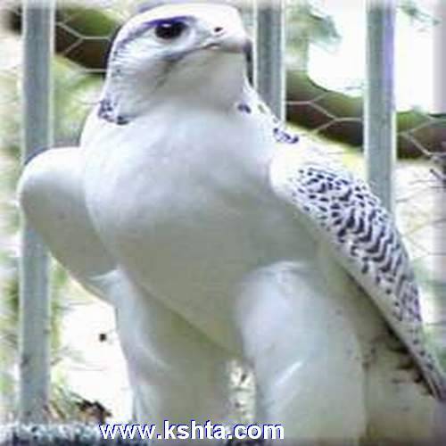 wsms2213's profile picture. 