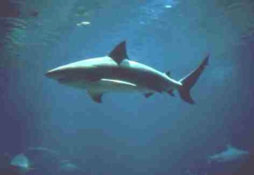 rookinshark's profile picture. I'm Rookin and I'm real. Blimpie hasn't caught me yet. (obviously this is a parody account but I still got in trouble with Twitter for not notifying you)