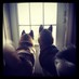 A (@anthony_sica) Twitter profile photo