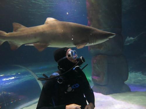 KiaOraDon's profile picture. Valve Amp Nutter, AC Cobra Owner, Love the All Blacks!