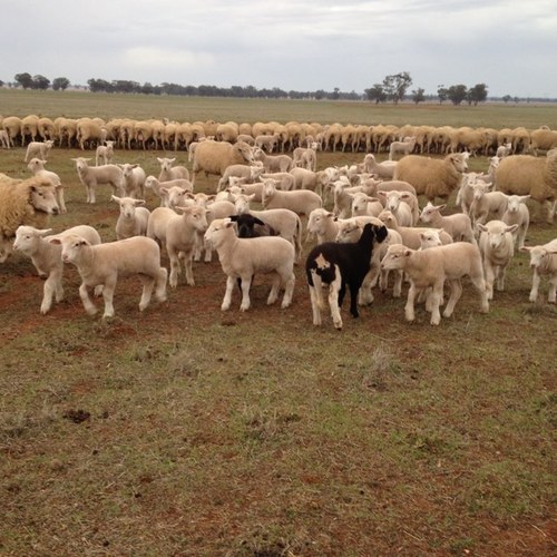 Mixed farmer married with 3 kids. Have passion for sheep in the business. Enjoy cropping