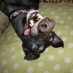 Hey - it's me - Clarence! Big black and beautiful as you know - I love sausages and sleeping. Slighty cross-eyed but it adds to my considerable charm x x