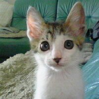 るいきち (@bluerose1_100) 's Twitter Profile