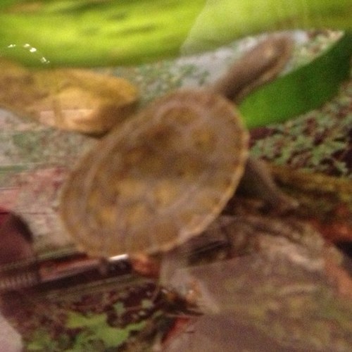 Used to live on a boat on the sea. Now live in a house on a creek. I am Freshwater Pete.