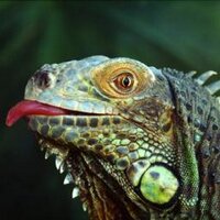 Veruguana (@extormenti) 's Twitter Profile