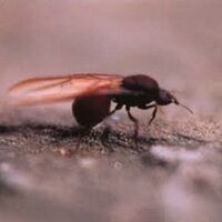 techguane (@techguane) 's Twitter Profile