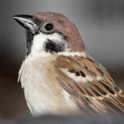 yuko_po3's profile picture. 