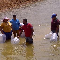 ocanto82's profile picture. Licenciado en Acuacultura, Asesoramiento, Manejo de cultivos Acuìcolas é instalaciones