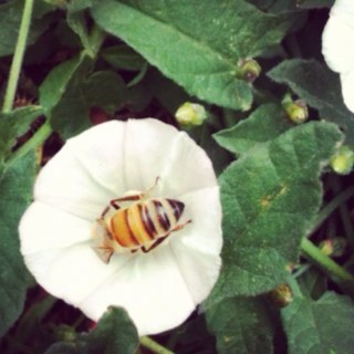 #GrowingThingsProject $RedLightHive  I love bugs and I probably love you, too