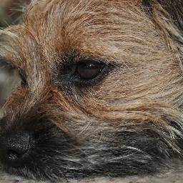I'm a 4 year old, fun loving border terrier.