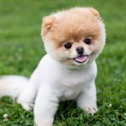 Animalspartner Profile Picture