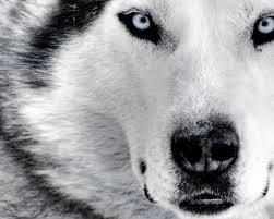 Podemos ayudar a mejorar el bienestar de los animales mediante la Etología (Psicología, estudio de su comportamiento), y las Terapias Naturales complementarias.