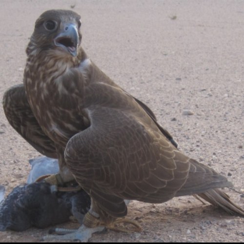 rrrrr55556's profile picture. لالفاك الهم ثم عيا يزول
وإرتجف قلبك وكل دمعك نزل
سومثلي لو بغيته مايطول
إخلق الفرحه وفكر بالعقل
إبتسم من كل أعماقك وقول
قدر الله وما شاء فعل