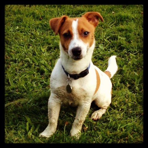 Alfie_Bo's profile picture. The name's Alfie, born 01/01/2013 and this is my life. I'm a pint sized Jack Russell Terror living in Shropshire. Love giving my mum hell.