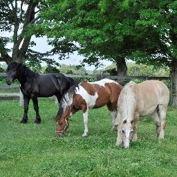 Meadowlarke Stables offers you an excellent variety of equestrian programs. 

From riding lessons to birthday parties to our horse shows, we can meet your needs