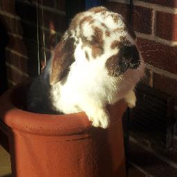trekkertie's profile picture.