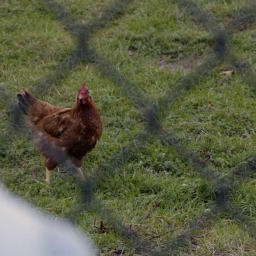 Chig78's profile picture. Chigger to my friends
Iowa Native
She/Her