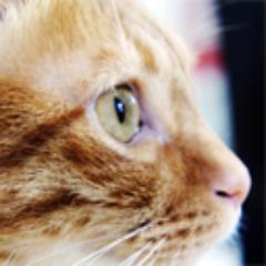 ねこ大好き！